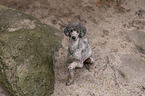 sitting Standard Poodle