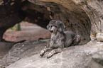 lying Standard Poodle