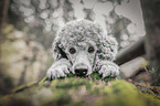 Standard Poodle