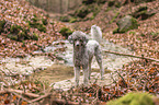 standing Standard Poodle
