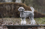 Royal Standard Poodle