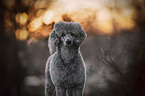 Royal Standard Poodle Portrait