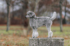 Royal Standard Poodle