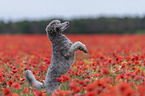 begging Standard Poodle