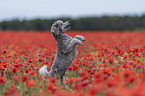 begging Standard Poodle