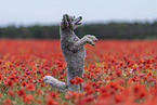 begging Standard Poodle