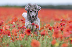 running Standard Poodle