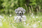 lying Standard Poodle