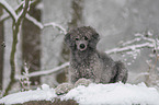 lying Standard Poodle