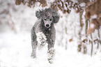 running Standard Poodle