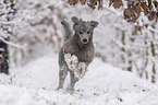 running Standard Poodle
