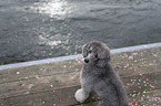 sitting Standard Poodle