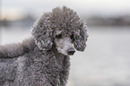 Standard Poodle Portrait