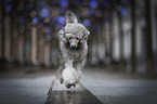 trotting Standard Poodle