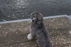 sitting Standard Poodle