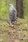 walking Standard Poodle