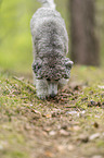 walking Standard Poodle
