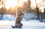 standard poodle in the snow