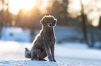 standard poodle in the snow