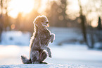 standard poodle in the snow