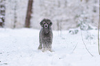 standard poodle in the snow
