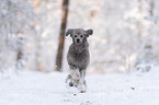 standard poodle in the snow