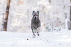 standard poodle in the snow