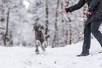 standard poodle in the snow