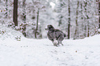 standard poodle in the snow
