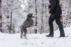 standard poodle in the snow