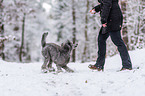 standard poodle in the snow