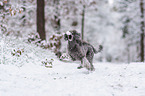 standard poodle in the snow