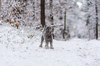 standard poodle in the snow