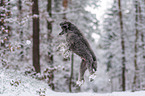 standard poodle in the snow