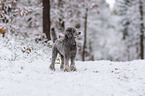 standard poodle in the snow