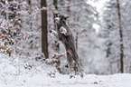 standard poodle in the snow