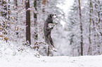 standard poodle in the snow