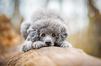 standard poodle on tree trunk