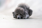 standard poodle