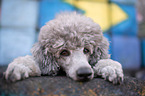 lying standard poodle