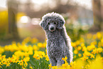 standard poodle between diffodils