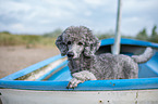 standard poodle in boat