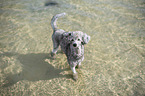 standing standard poodle