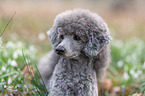 standard poodle between snowdrops