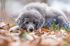 lying standard poodle