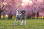 standing standard poodle