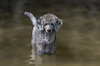 standing standard poodle