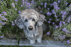 standard poodle between lavender
