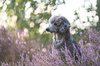 standard poodle in the heather