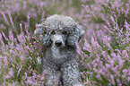 standard poodle in the heather